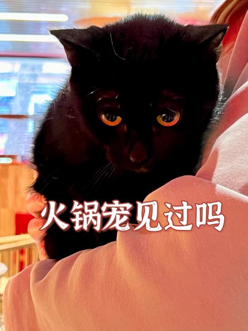 猫掉进火锅烫伤9人,猫掉进锅里